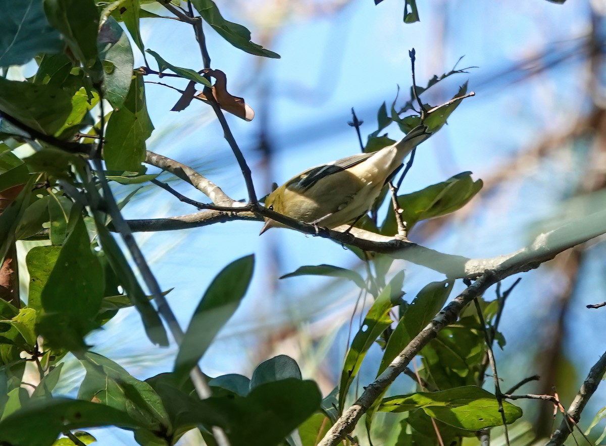 Bay-breasted Warbler - ML643511970