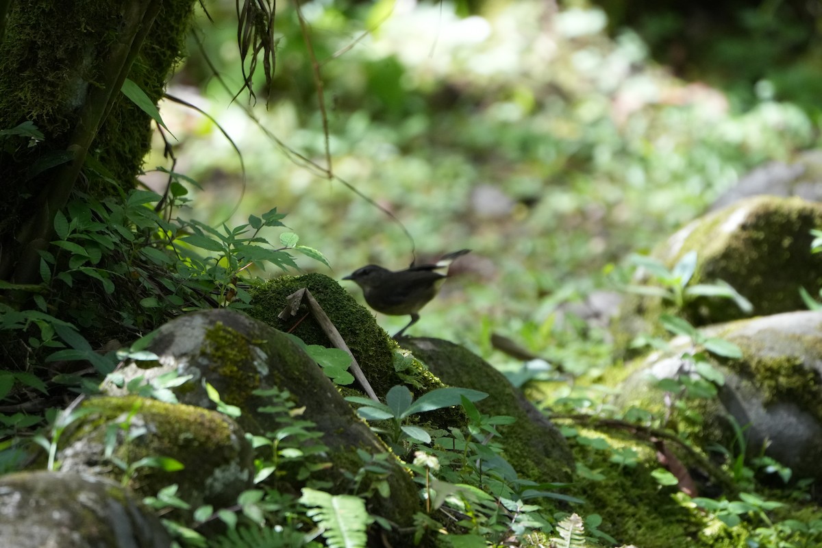 Buff-rumped Warbler - ML643511972