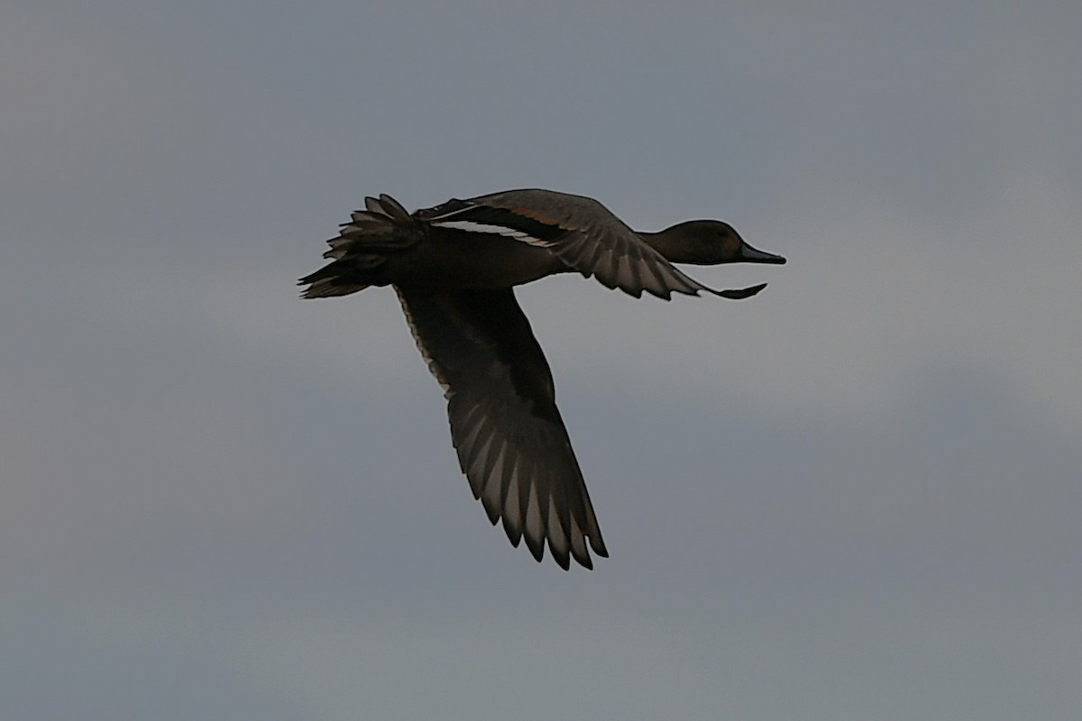 Northern Pintail - ML643511976