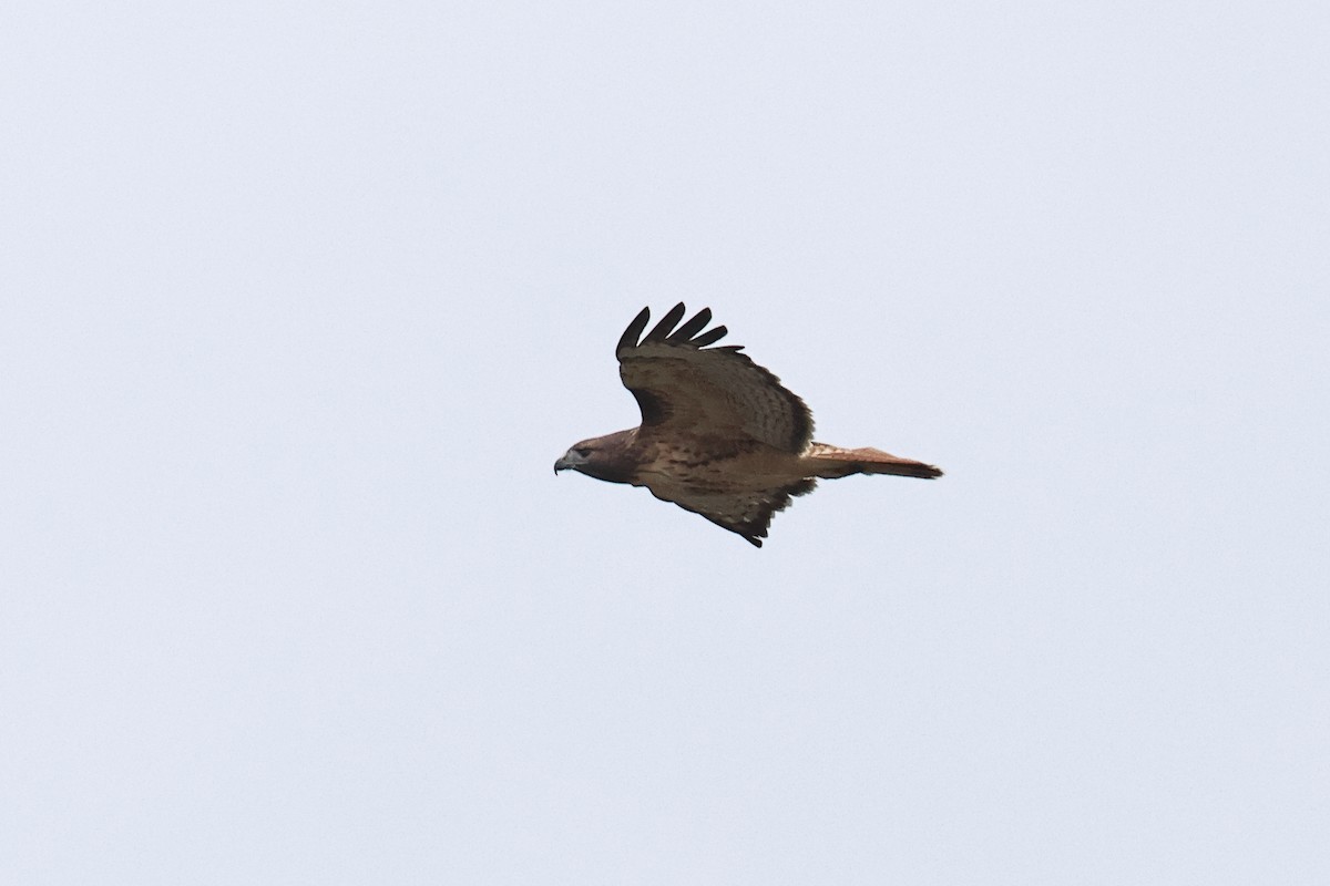 rødhalevåk - ML643511977