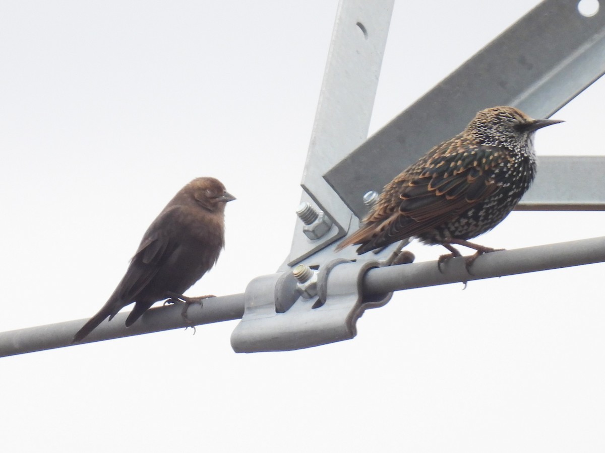 Brown-headed Cowbird - ML643511981