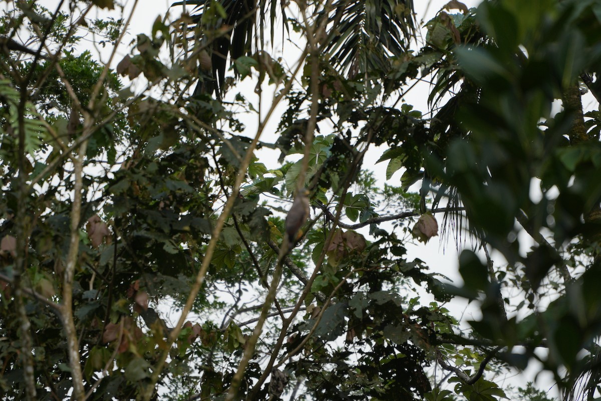 Roadside Hawk - ML643512004
