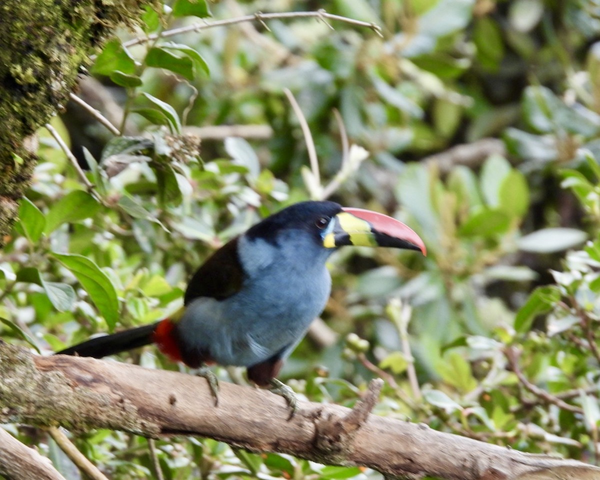 Blautukan - ML643512009