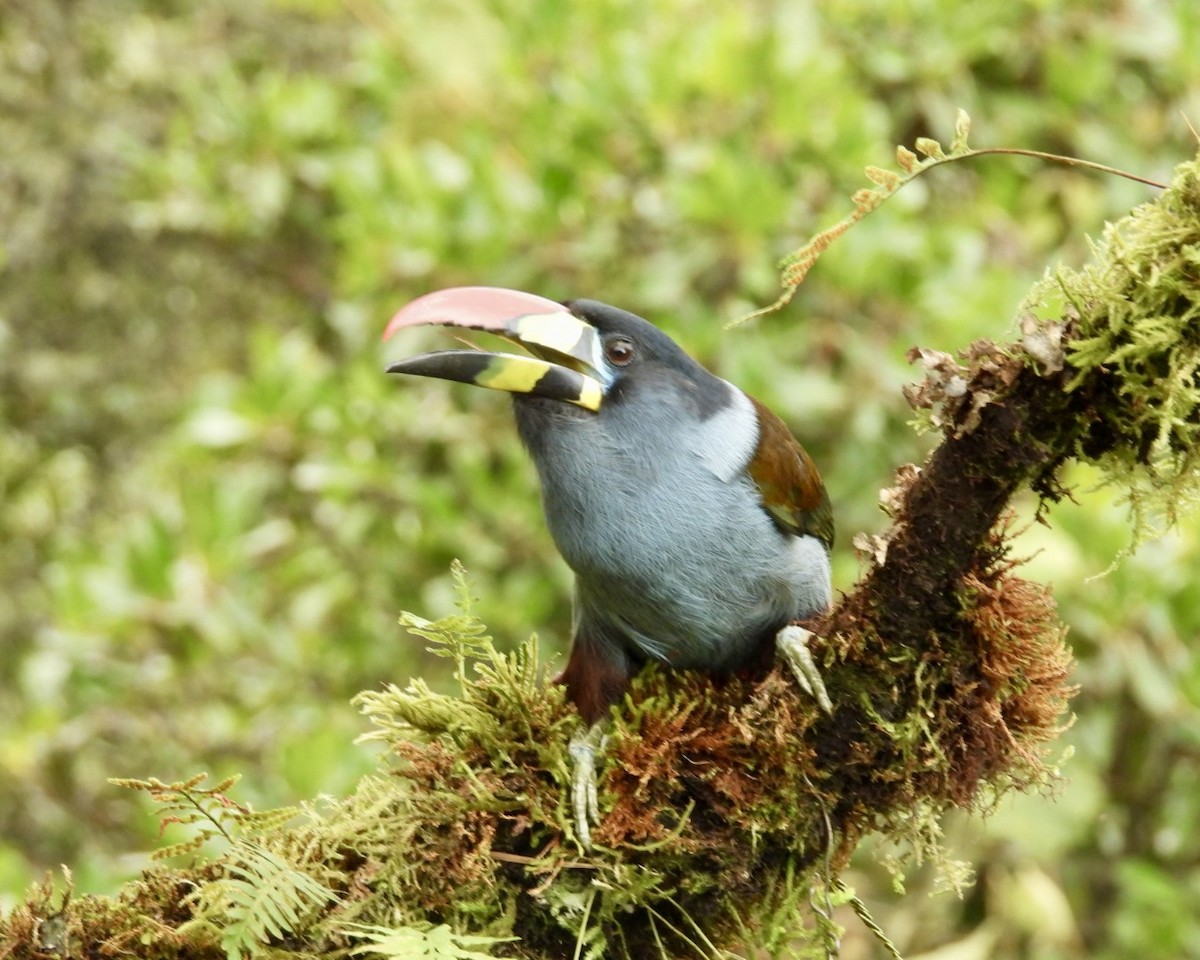Blautukan - ML643512011