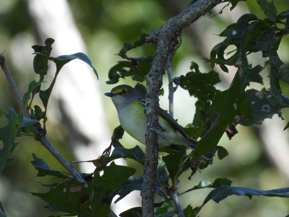 Vireo Ojiblanco - ML643512014
