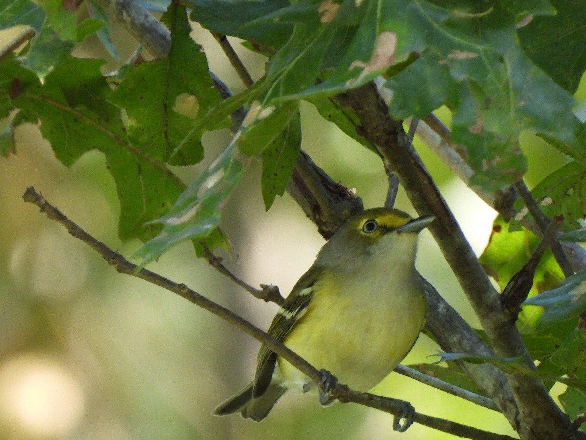 Vireo Ojiblanco - ML643512015