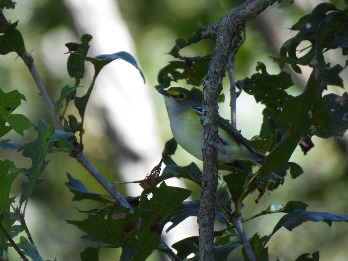 Vireo Ojiblanco - ML643512017