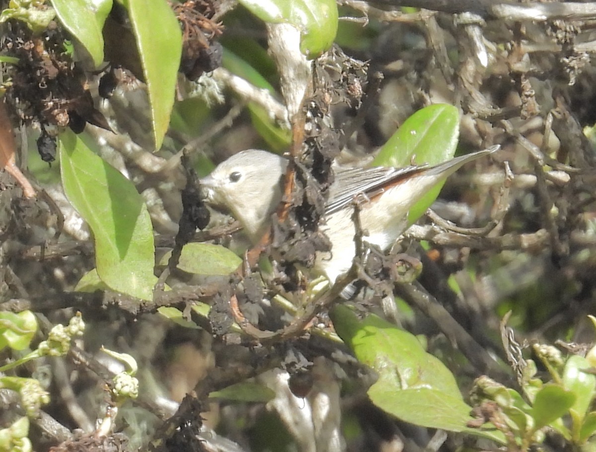 Lucy's Warbler - ML643512018