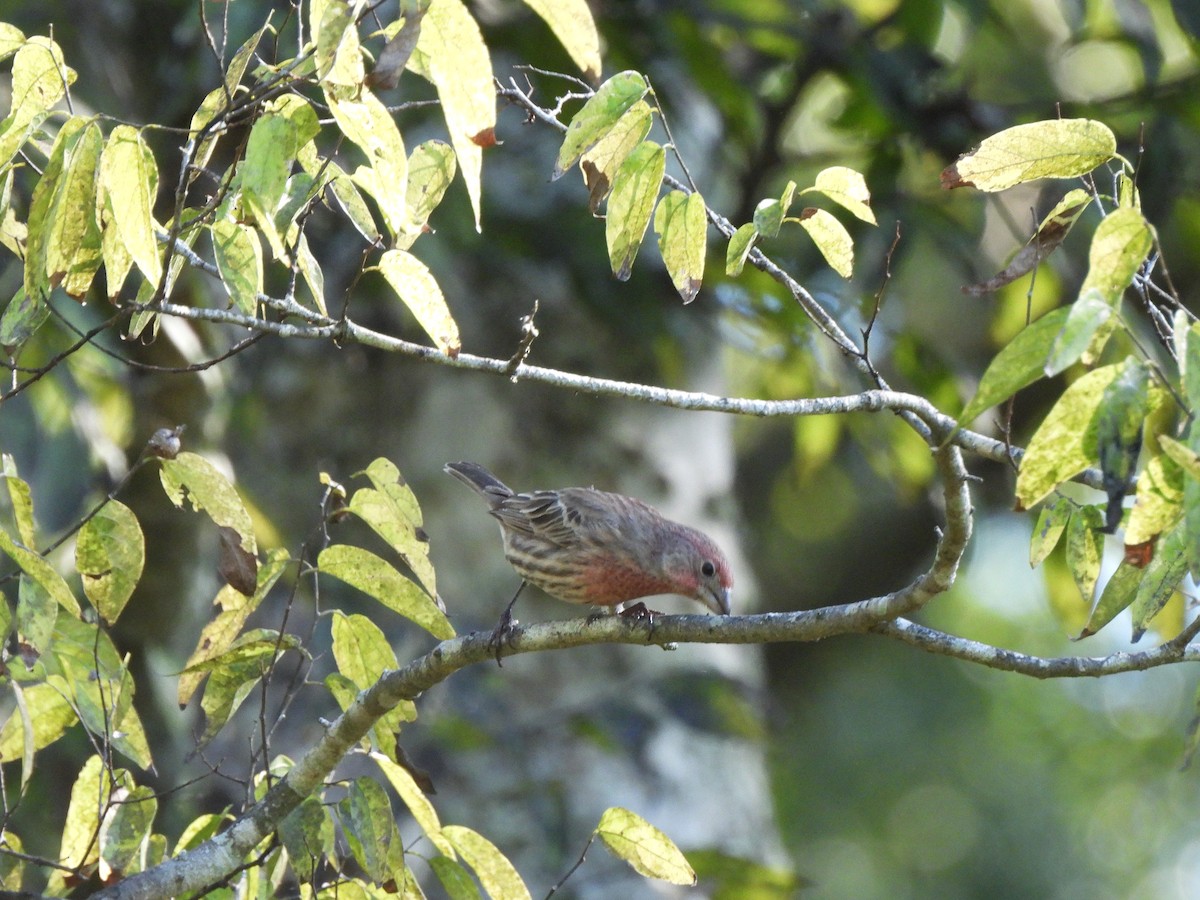 House Finch - ML643512054