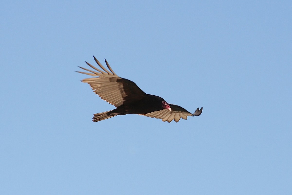 Urubu à tête rouge - ML643512055