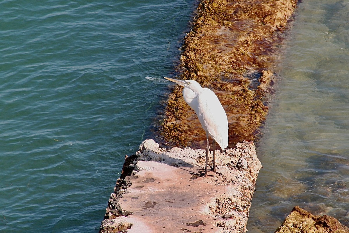 herodiashegre (occidentalis) - ML643512071