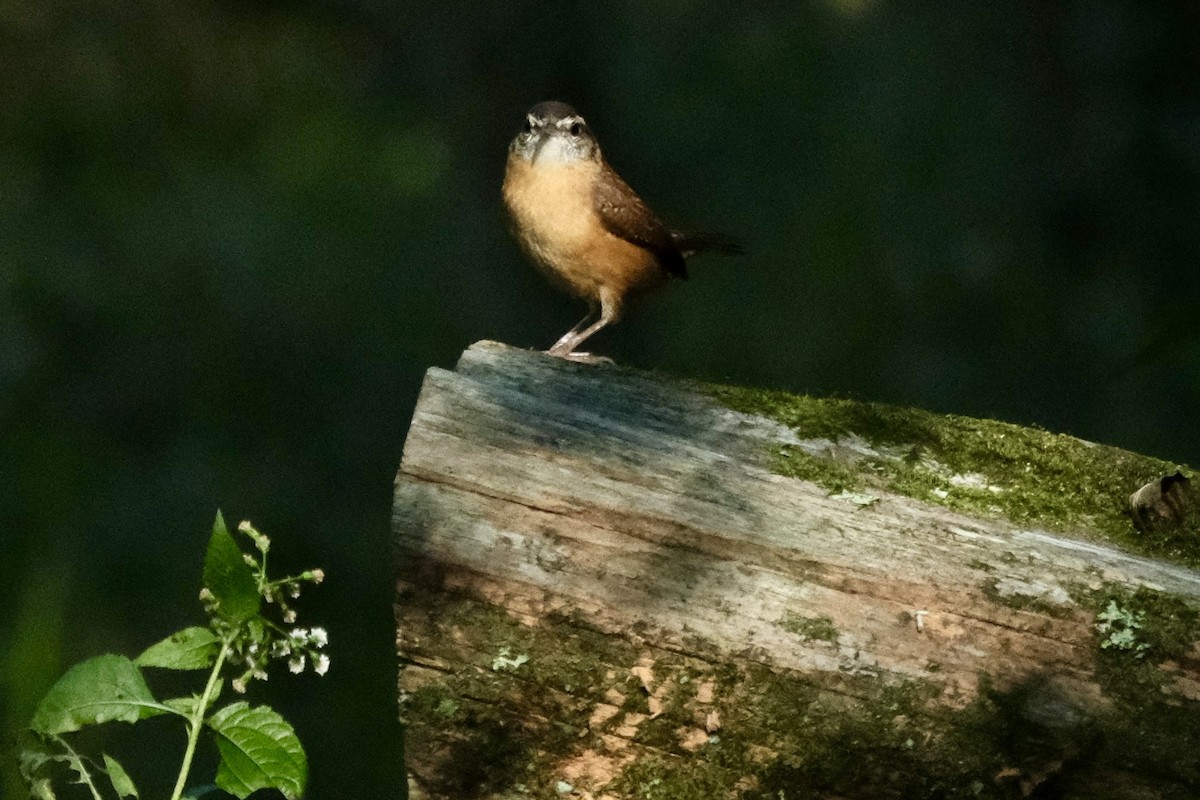 Carolina Wren - ML643512077