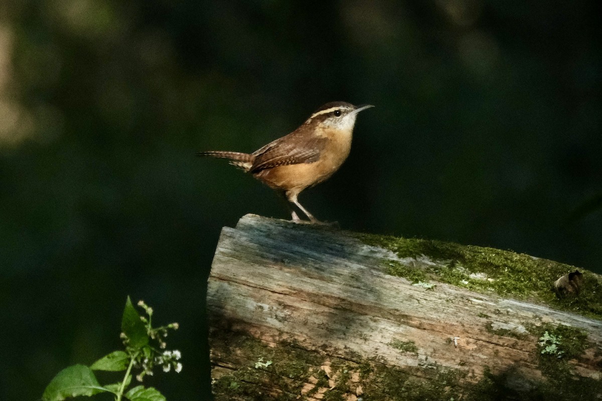 Carolina Wren - ML643512078