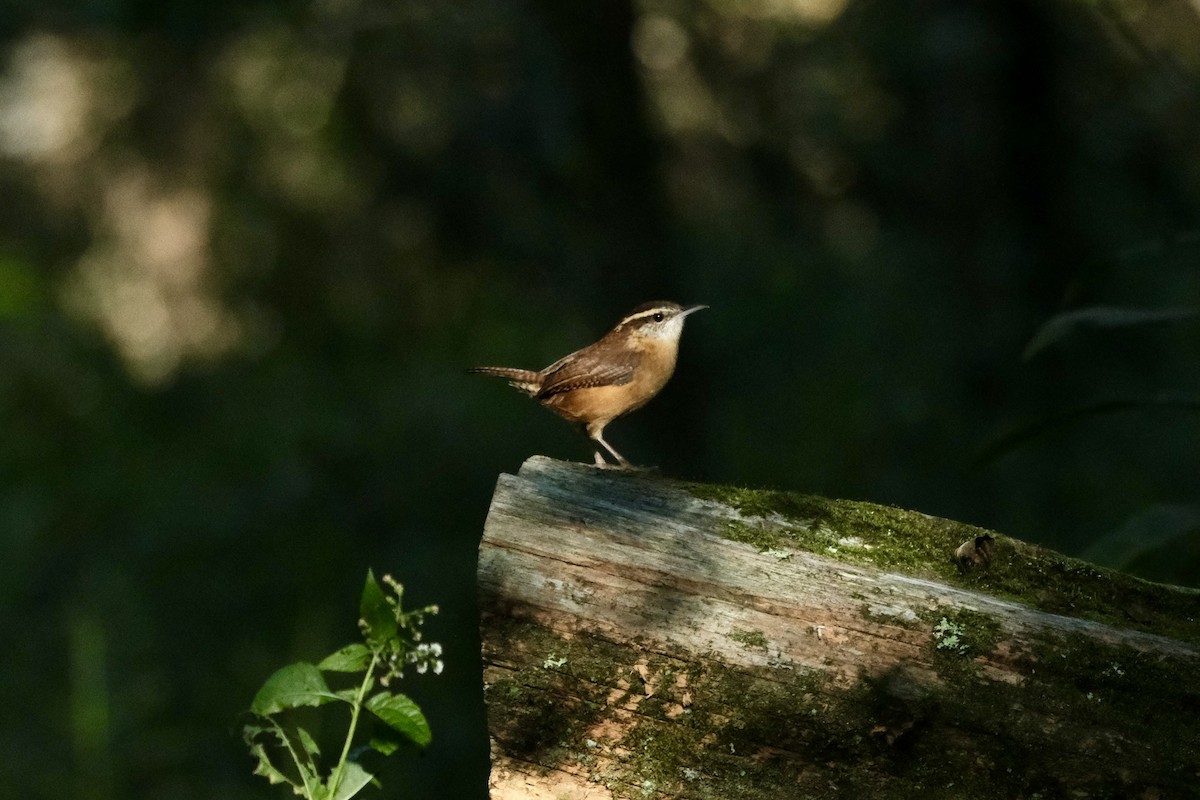 Carolina Wren - ML643512079