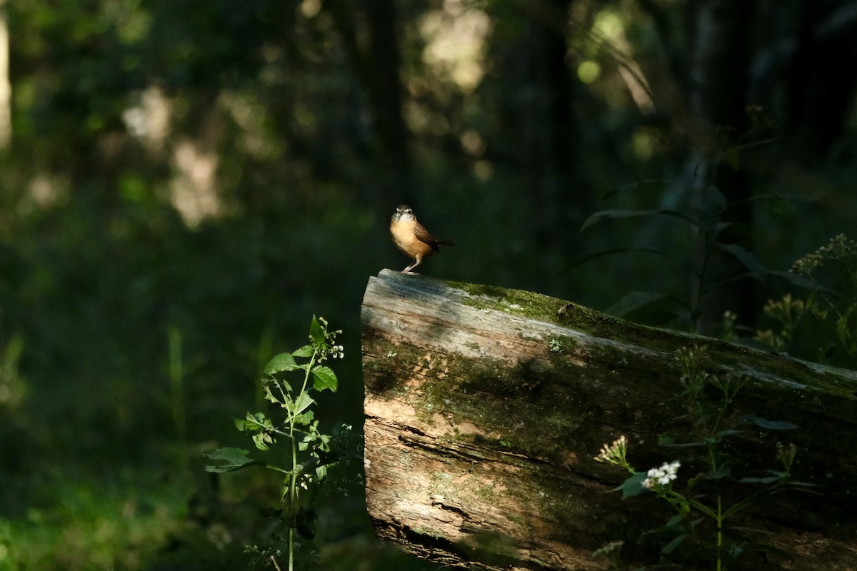 Carolina Wren - ML643512080