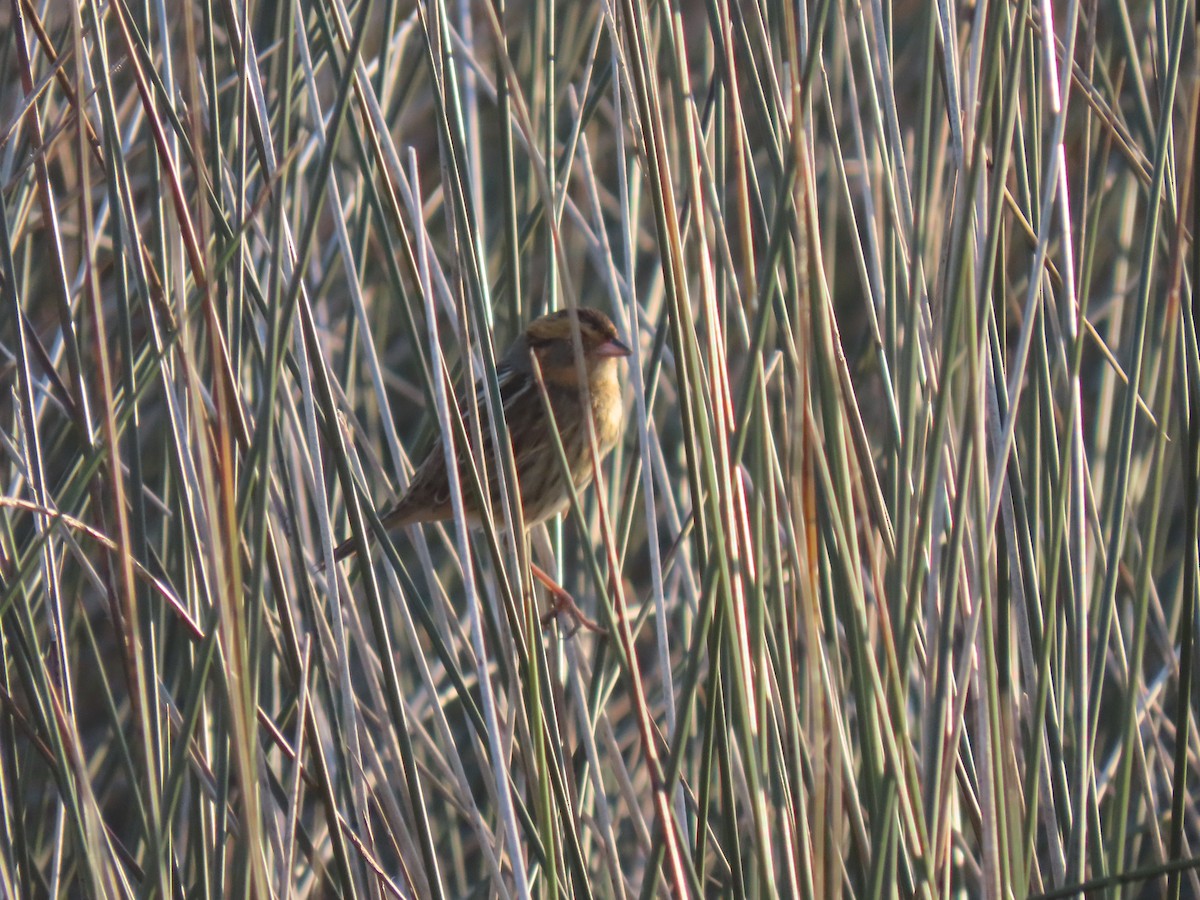 Nelson's Sparrow - ML643512089