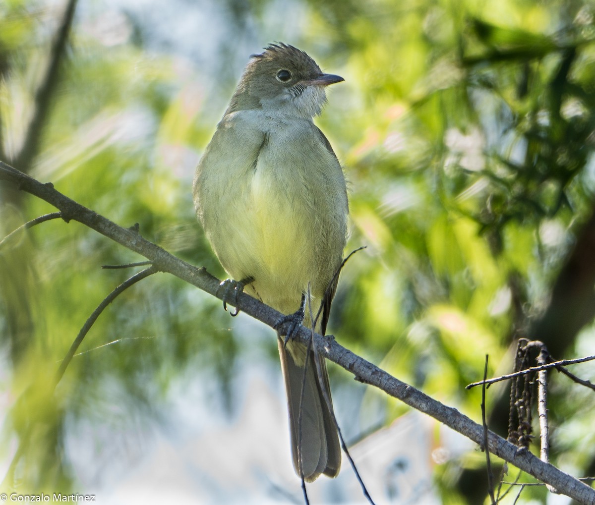 Large Elaenia - ML643512093