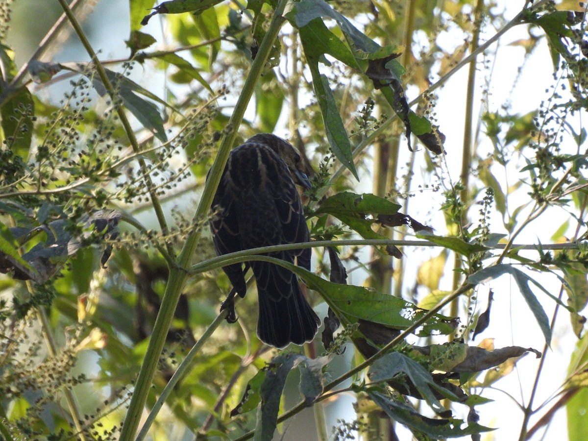 Red-winged Blackbird - ML643512100