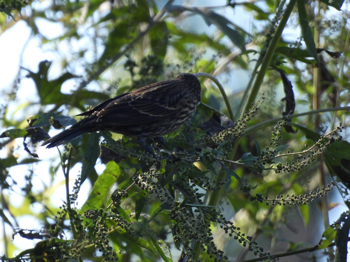 Red-winged Blackbird - ML643512101