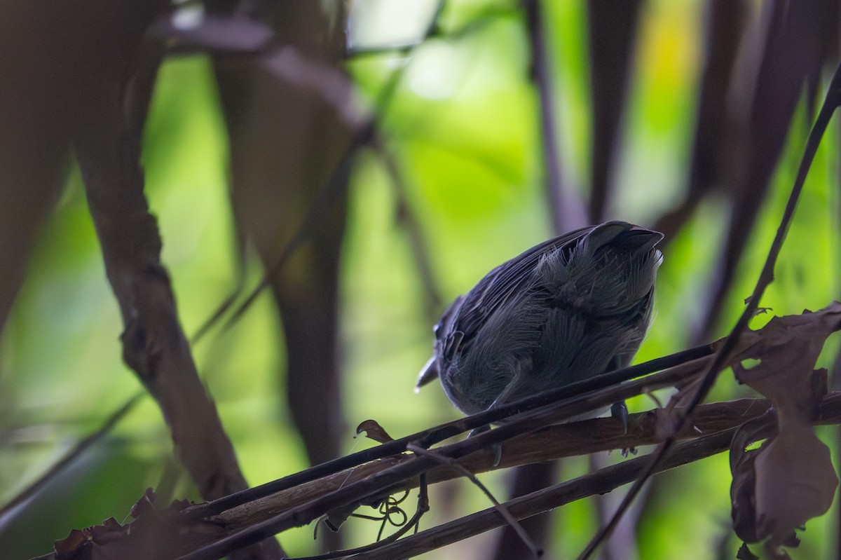 gråmaursmett - ML643512102