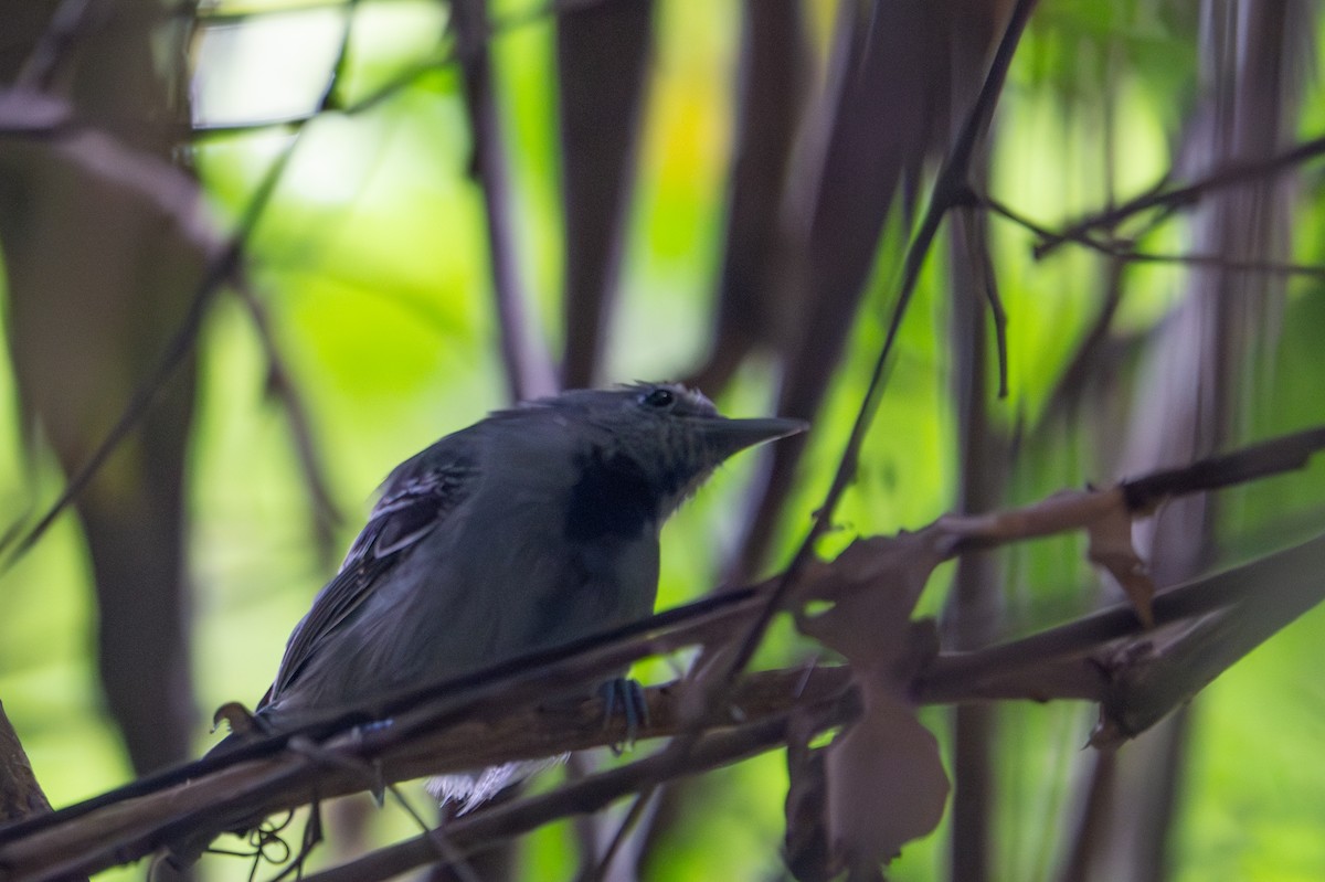 gråmaursmett - ML643512103