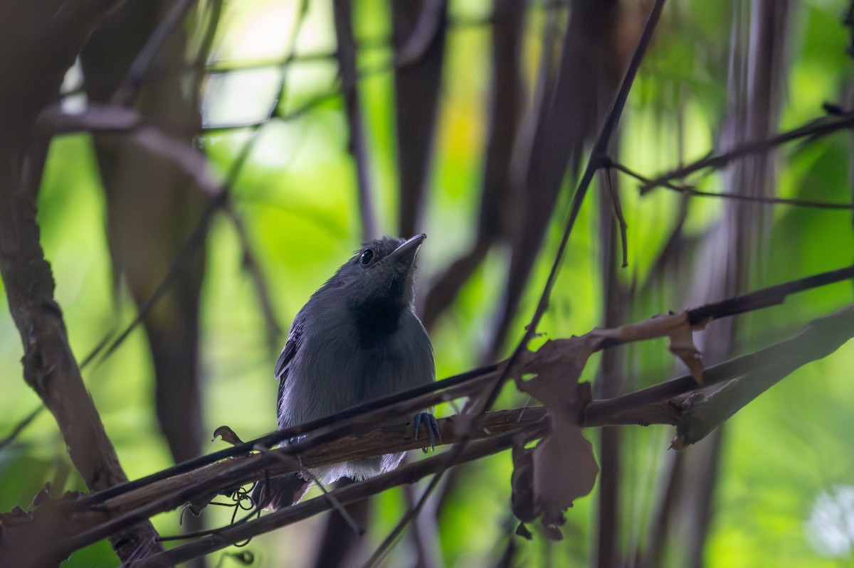 gråmaursmett - ML643512104