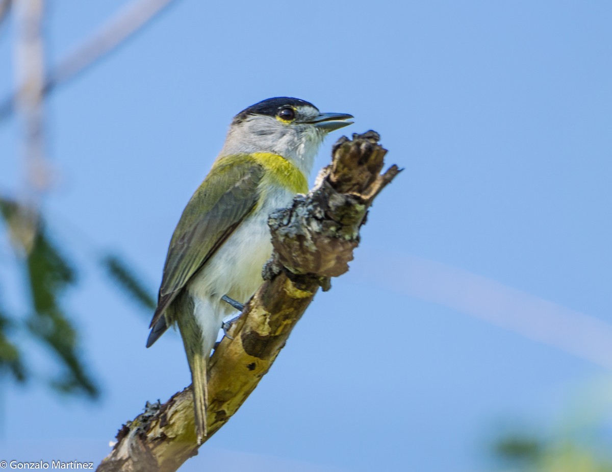 Green-backed Becard - ML643512111