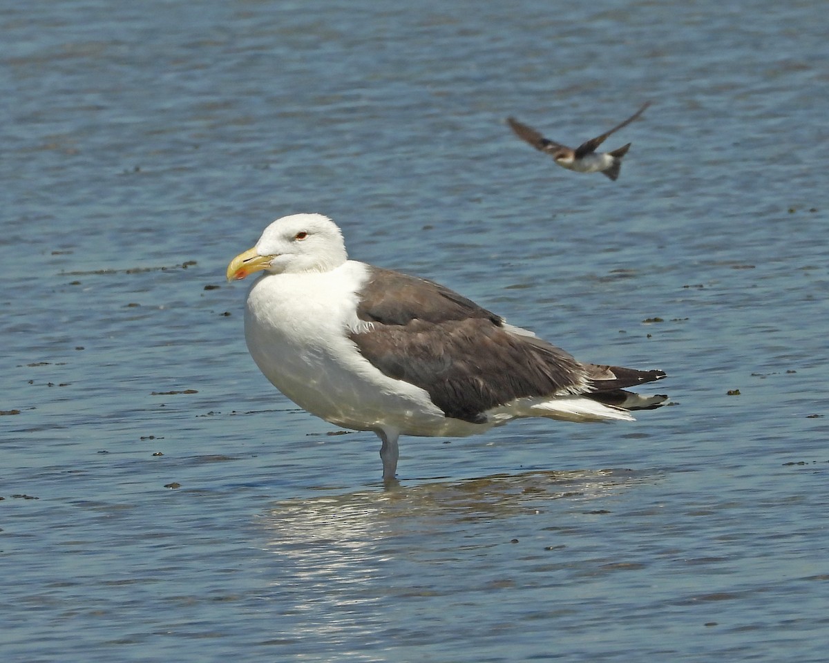 Great Black-backed Gull - ML643512112