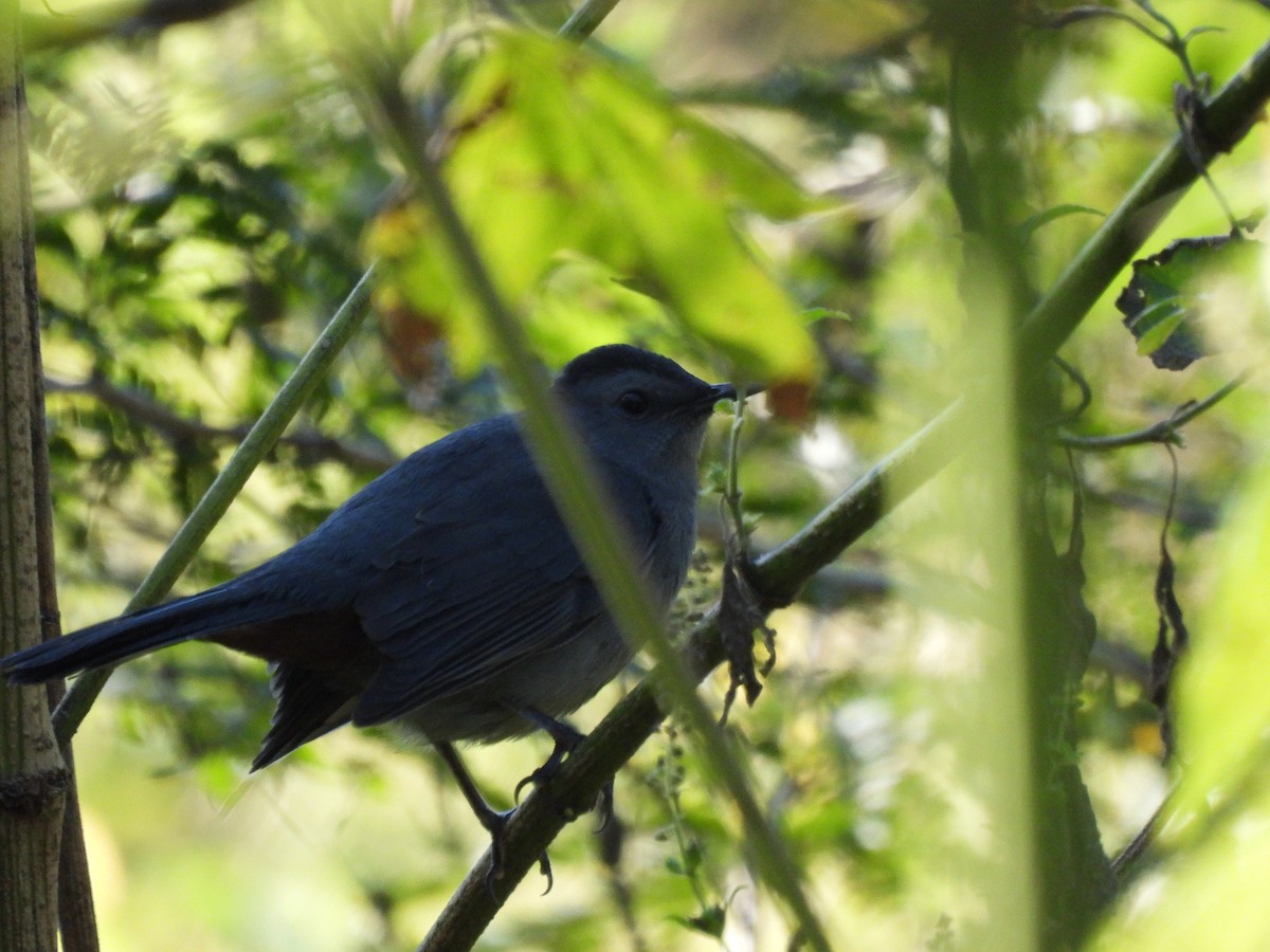 Gray Catbird - ML643512115