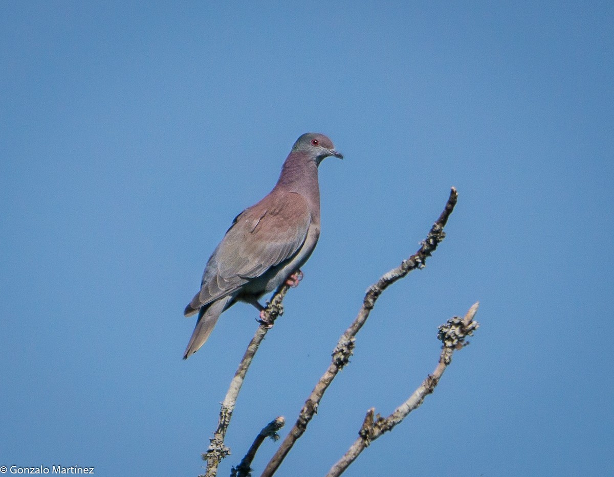 Pale-vented Pigeon - ML643512121
