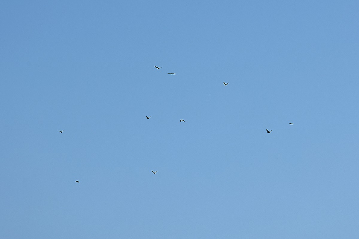 American Crow - ML643512139