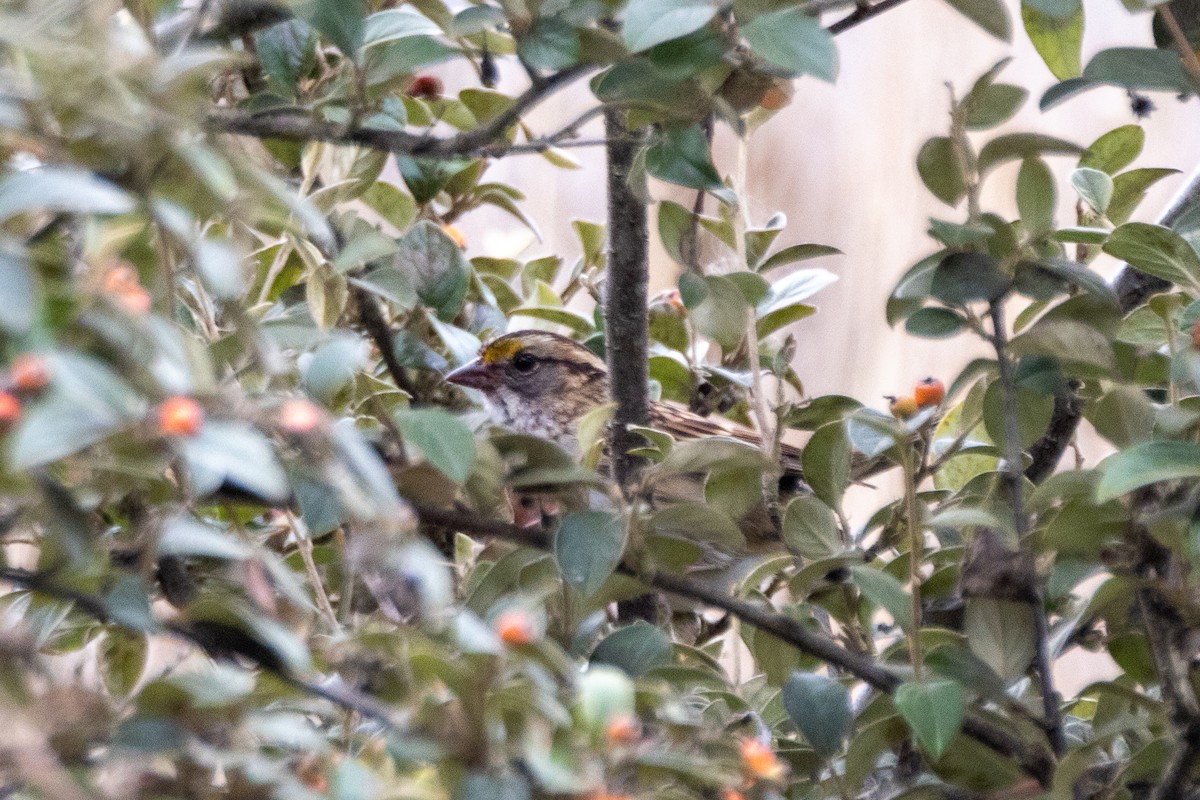 White-throated Sparrow - ML643512140