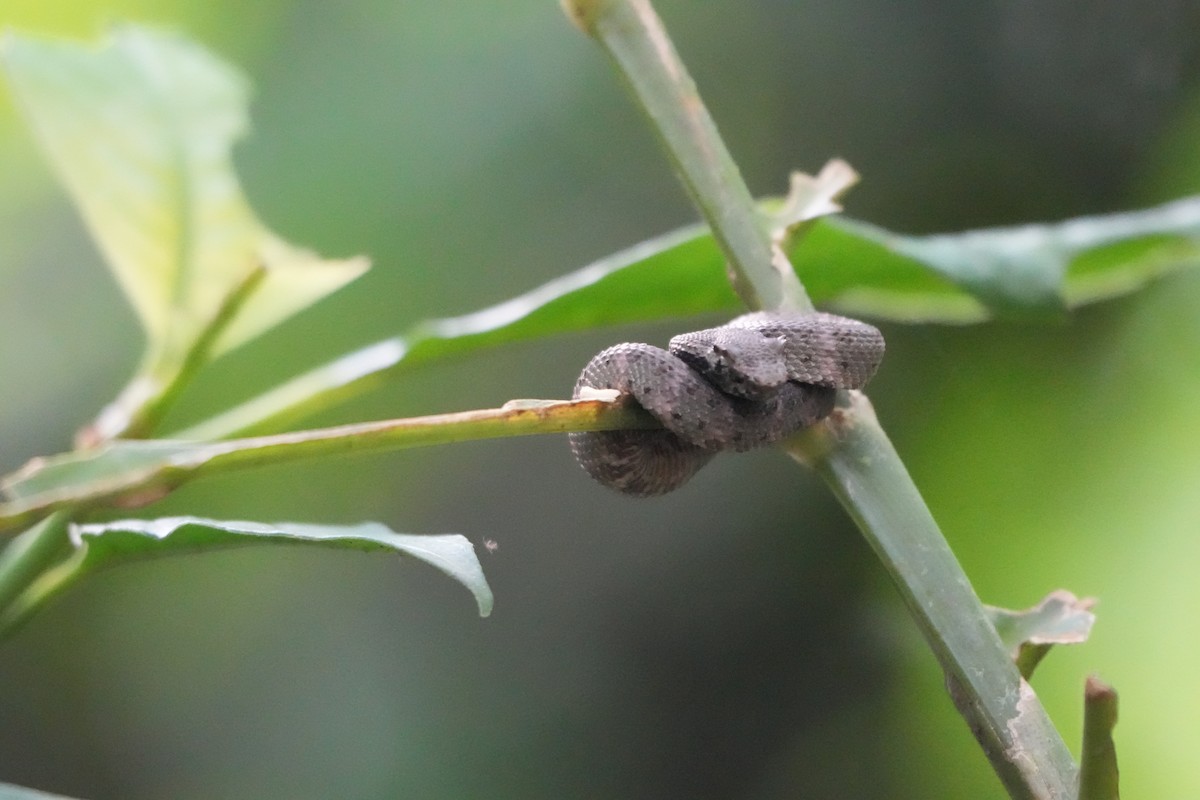 Central American Eyelash-Viper - ML643512143