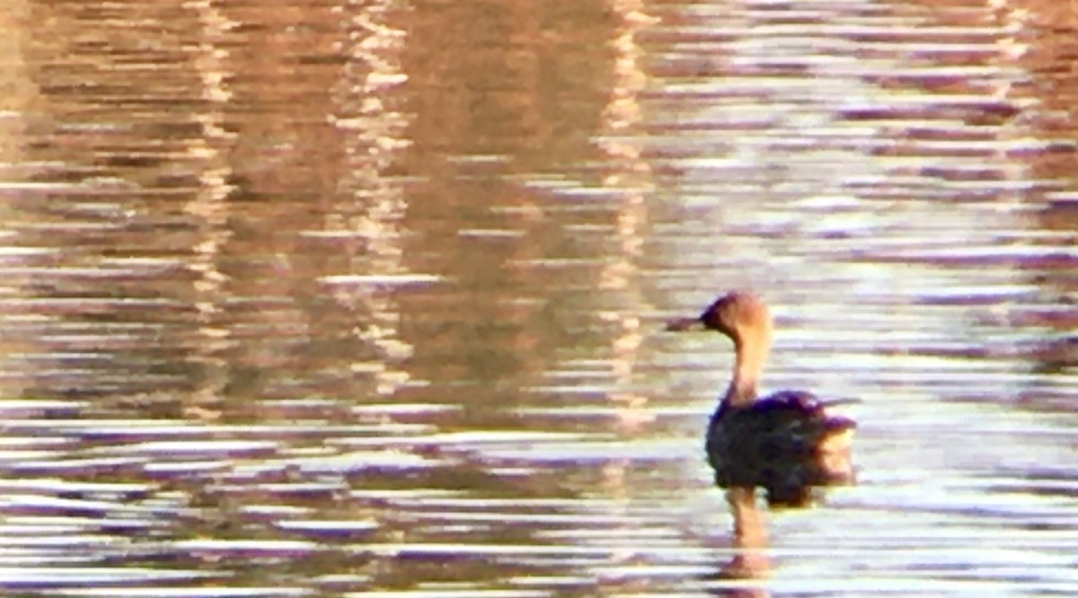 Northern Pintail - ML643512149
