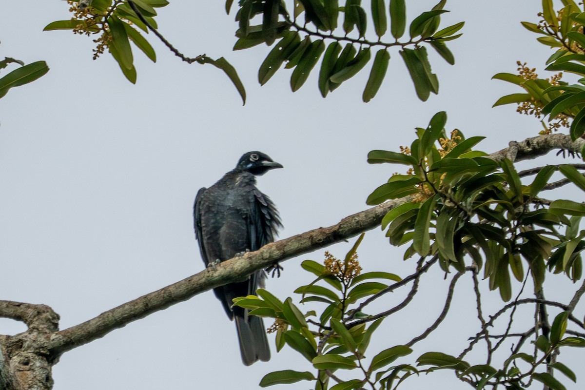 Bare-necked Fruitcrow - ML643512152