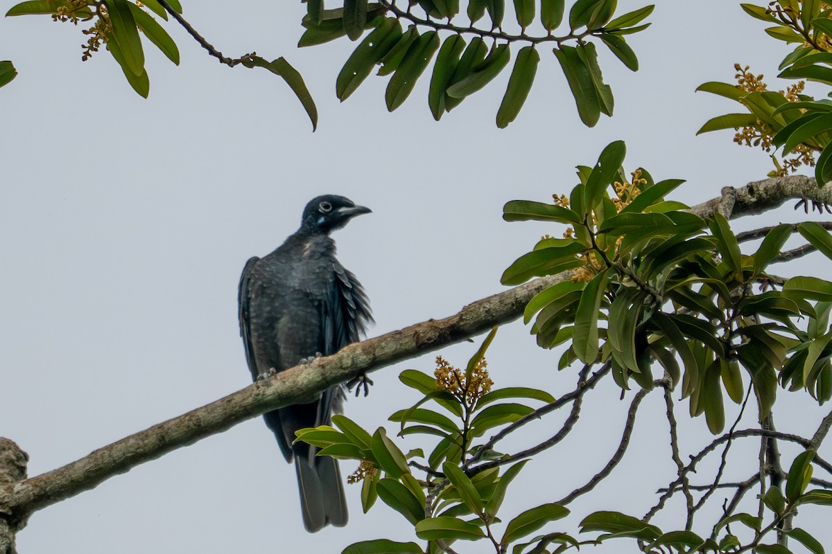Bare-necked Fruitcrow - ML643512154