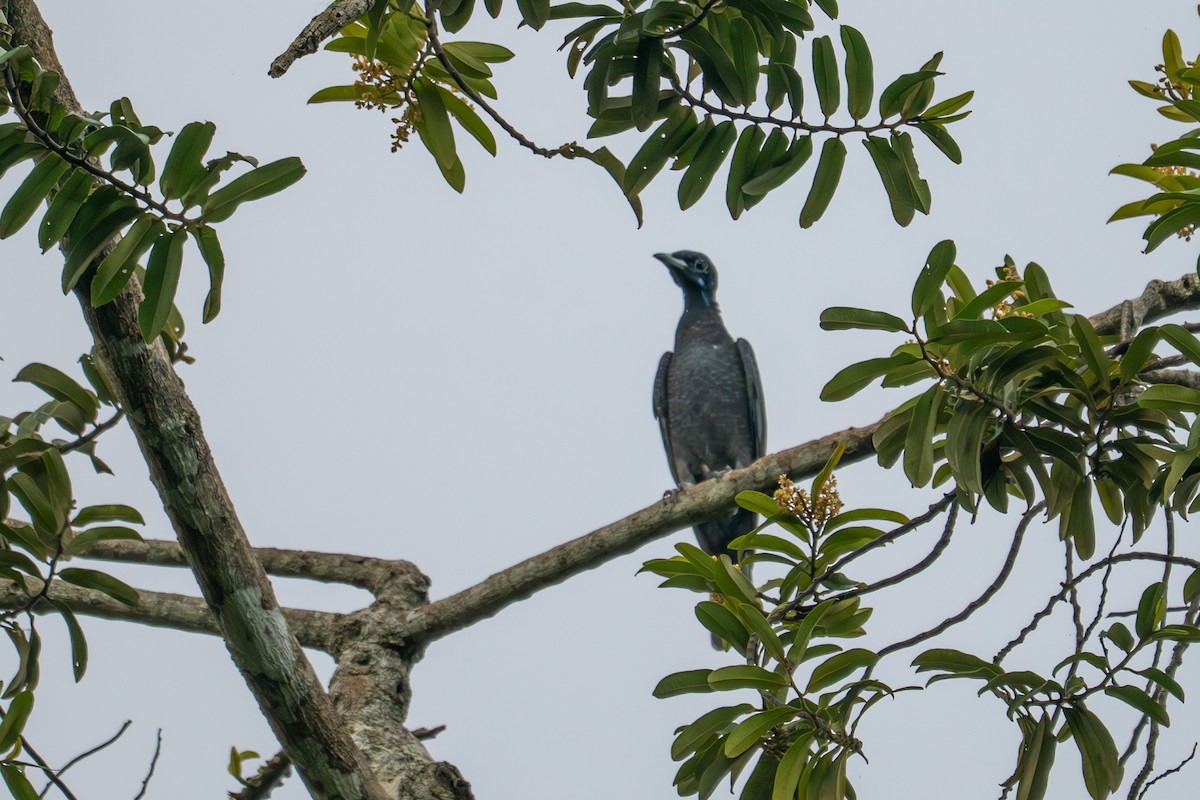 Bare-necked Fruitcrow - ML643512155