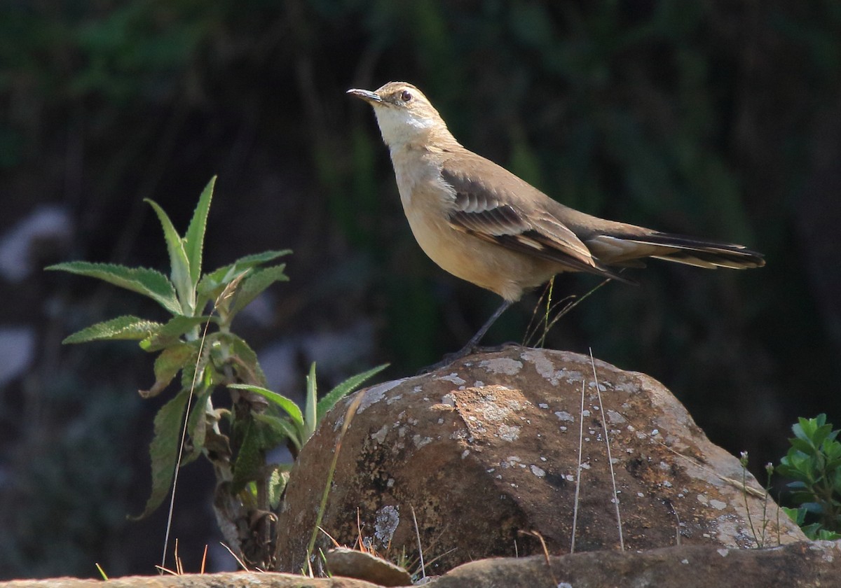 Long-tailed Cinclodes (Long-tailed) - ML643512173