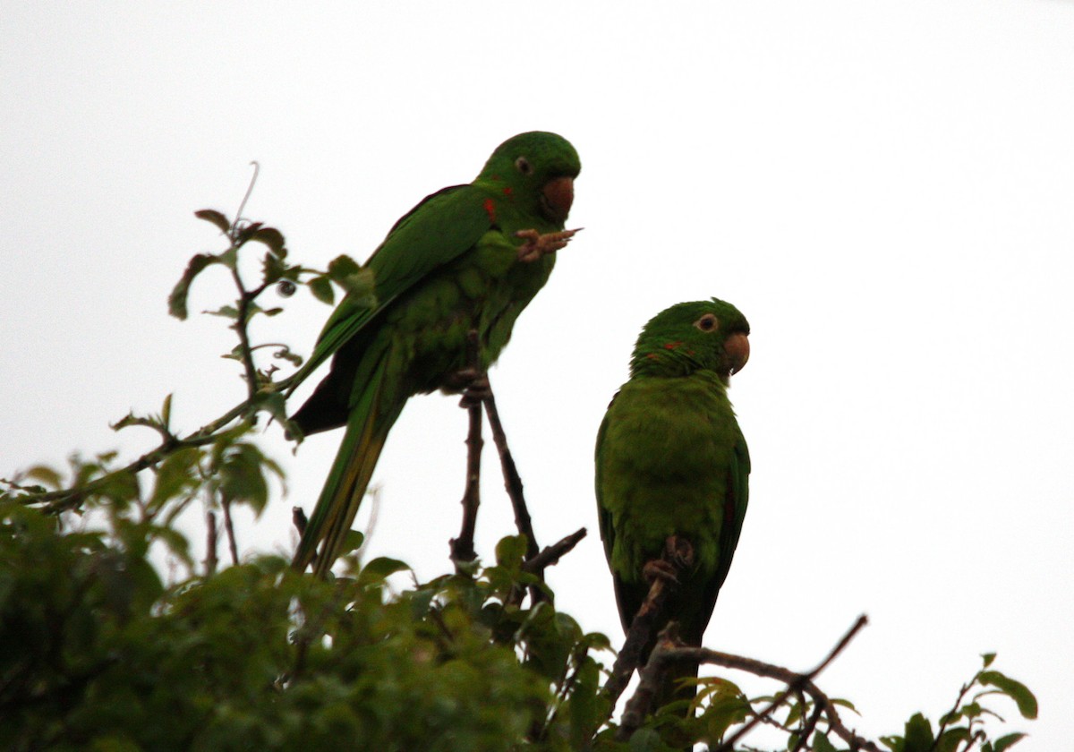 White-eyed Parakeet - ML643512191