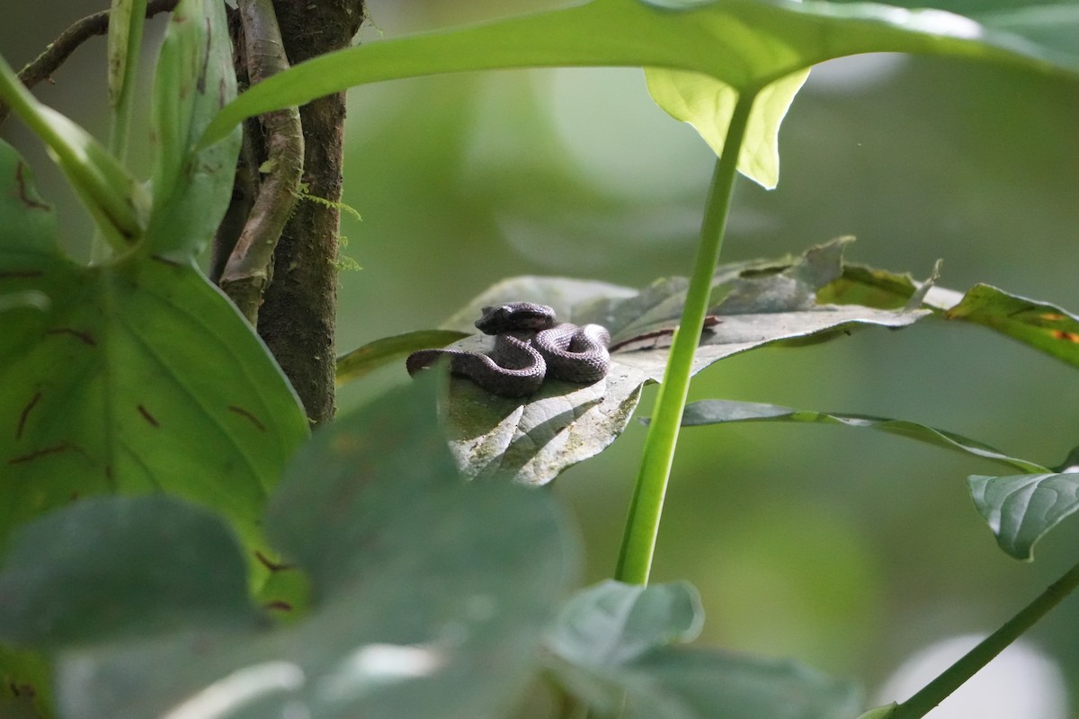 Central American Eyelash-Viper - ML643512193