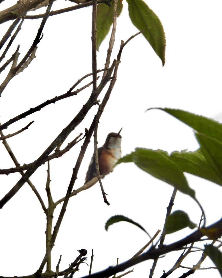 Colibri de Mulsant - ML643512198
