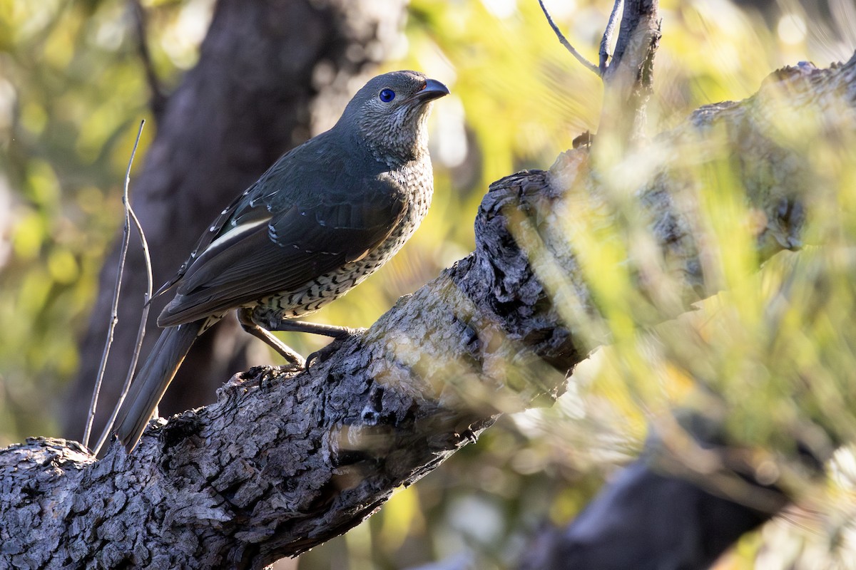 Satin Bowerbird - ML643512223