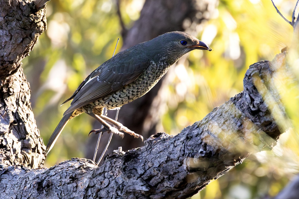 Satin Bowerbird - ML643512226