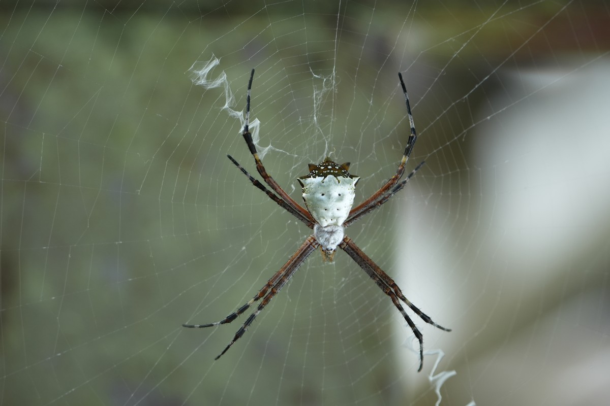 Silver Garden Spider - ML643512229