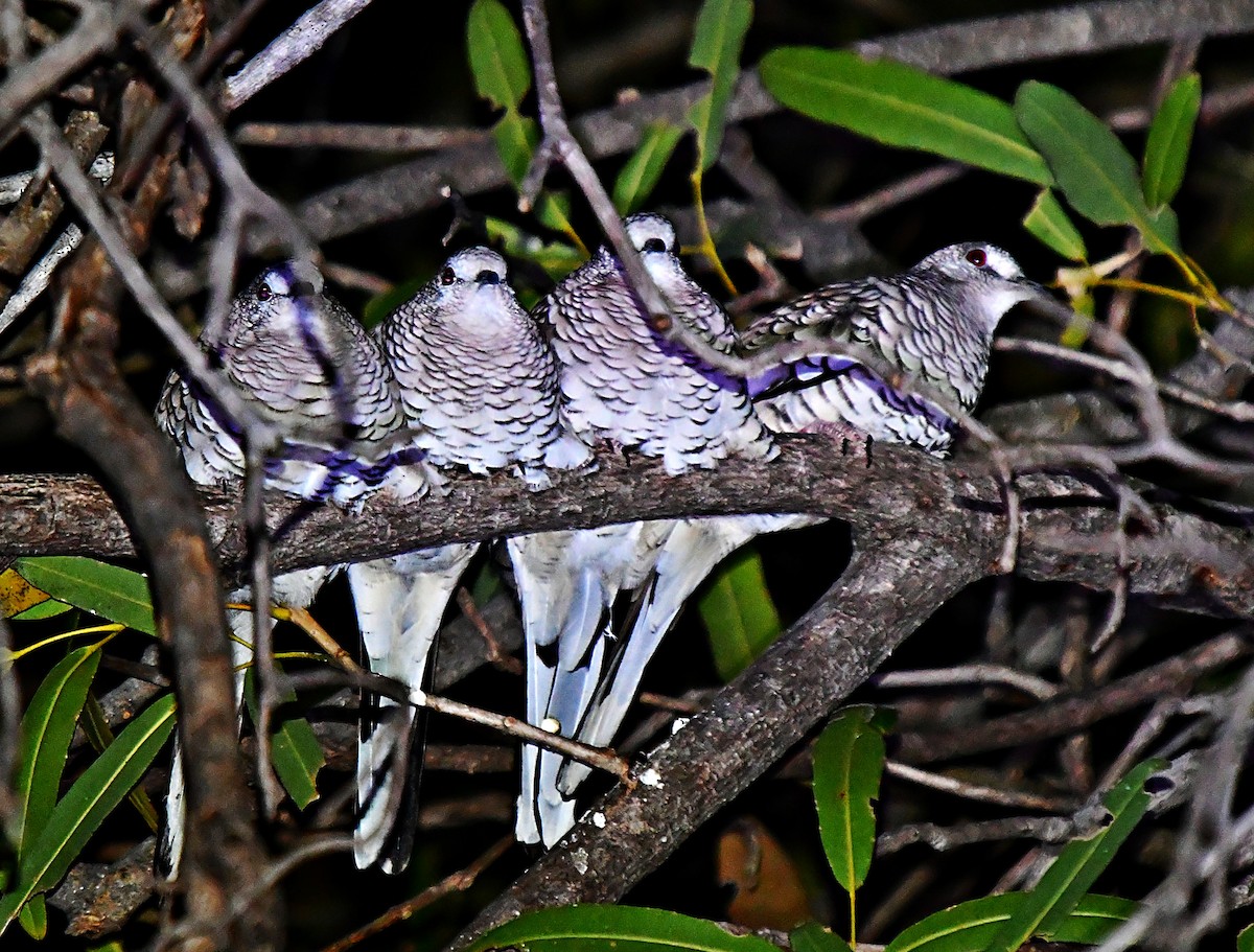 Scaled Dove - ML643512230