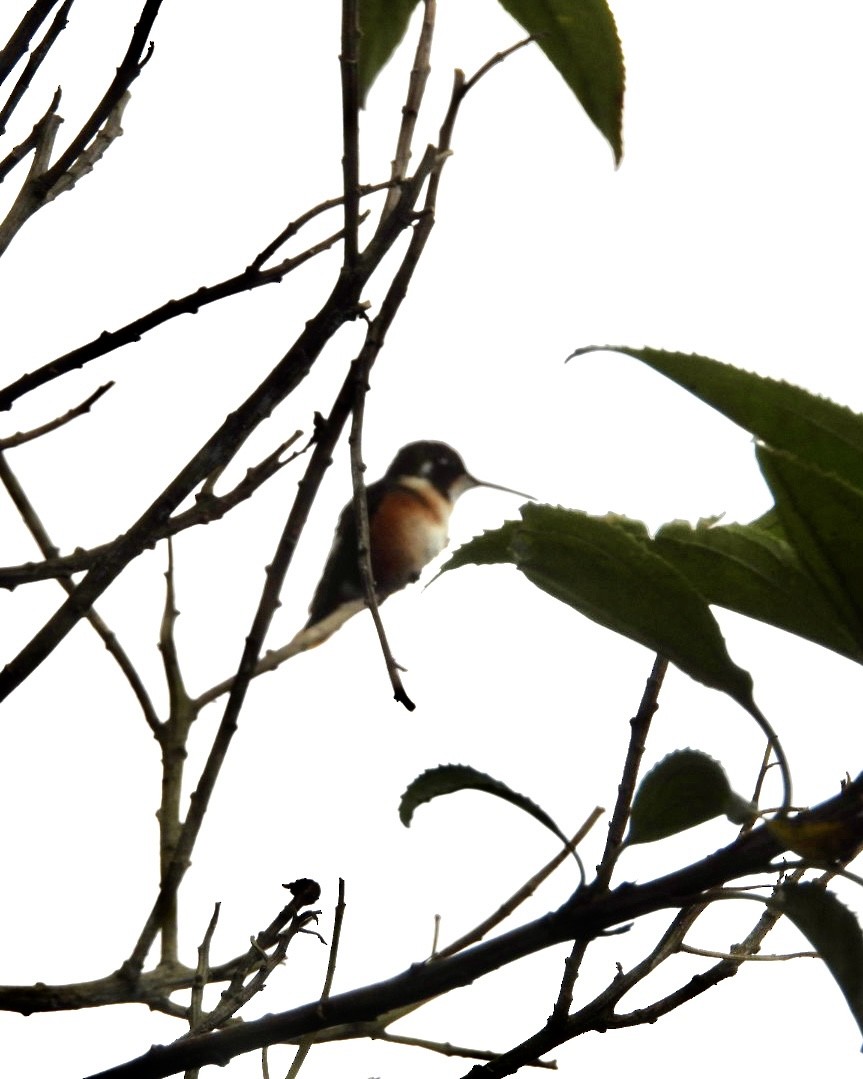 Colibri de Mulsant - ML643512244