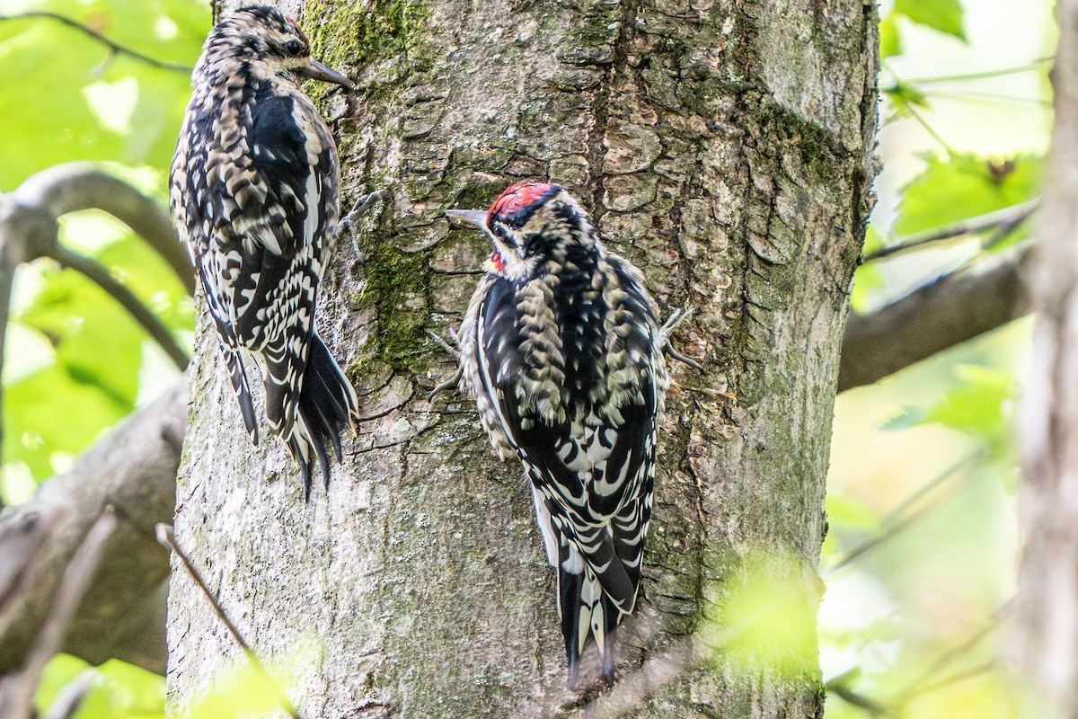 Yellow-bellied Sapsucker - ML643512278