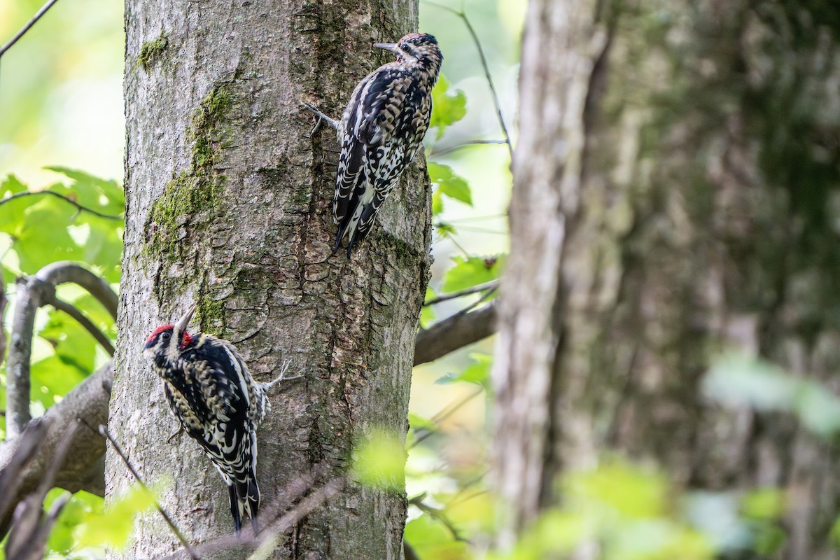 Yellow-bellied Sapsucker - ML643512280
