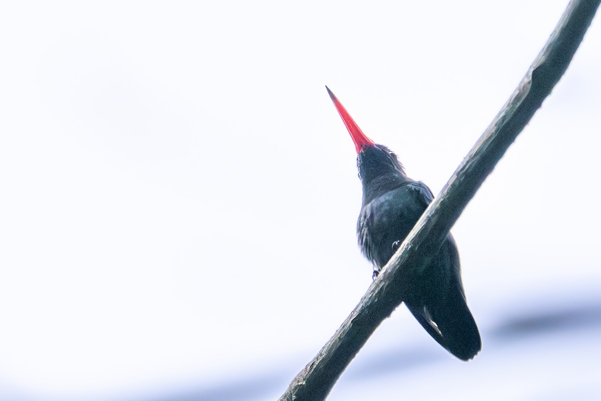 hvithakekolibri - ML643512281