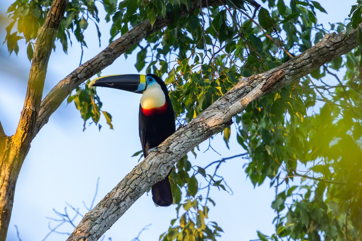 White-throated Toucan - ML643512283